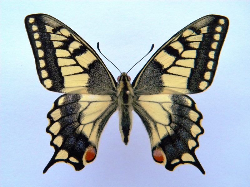 Papilio machaon (cold shock abb A) (Internet Image property of respective owner, non-commercial use only)